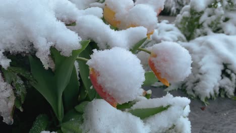 flores de primavera florecientes cubiertas de nieve inesperada