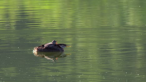 profile portrait of red-necked grebe mom with yawning baby on her back