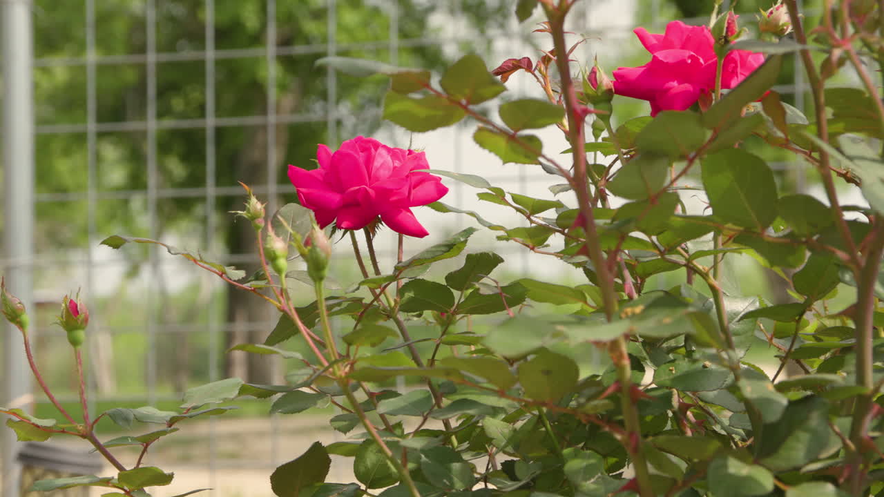 A close-up of a rose bush blooming in a fenced-in garden, showcasing its vibrant blossoms and lush green leaves. The scene captures the beauty and serenity of this cultivated outdoor space.