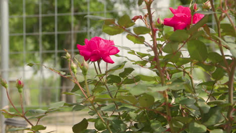 a close-up of a rose bush blooming in a fenced-in garden, showcasing its vibrant blossoms and lush green leaves. the scene captures the beauty and serenity of this cultivated outdoor space.