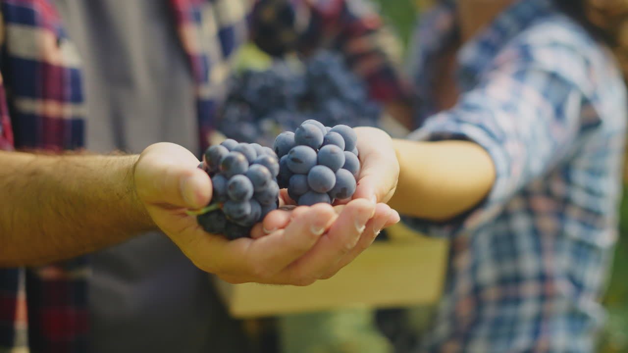 Couple picking grapes in vineyard