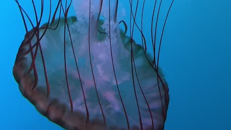 Aquarium-Jellyfish:-Luminous-Swims-in-Colorful-Lighting