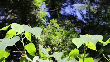 lush green leaves against a bright blue sky