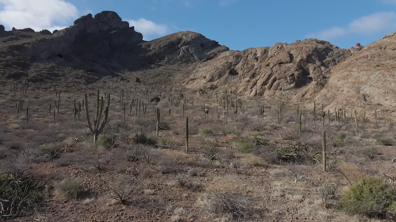 árido desierto mexicano, cactus que crecen en la ladera de una montaña seca y estéril, vista aérea