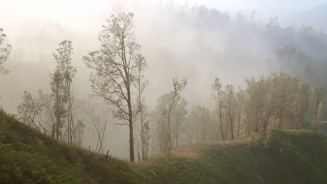 breathtaking forest under foggy weather in indonesia