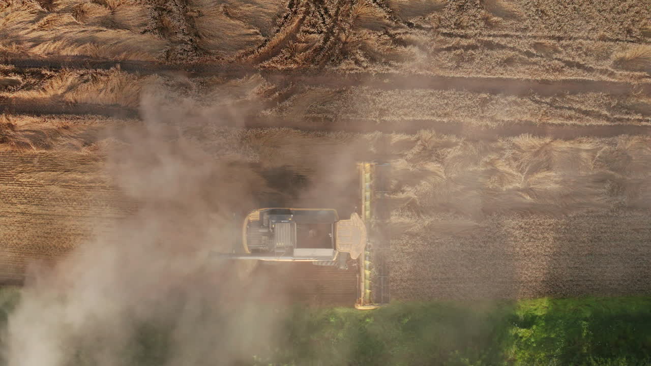 Working harvester combine in the yellow field. Mowing harvester machine hardly seen in the clouds of dust. Birds' eye perspective.