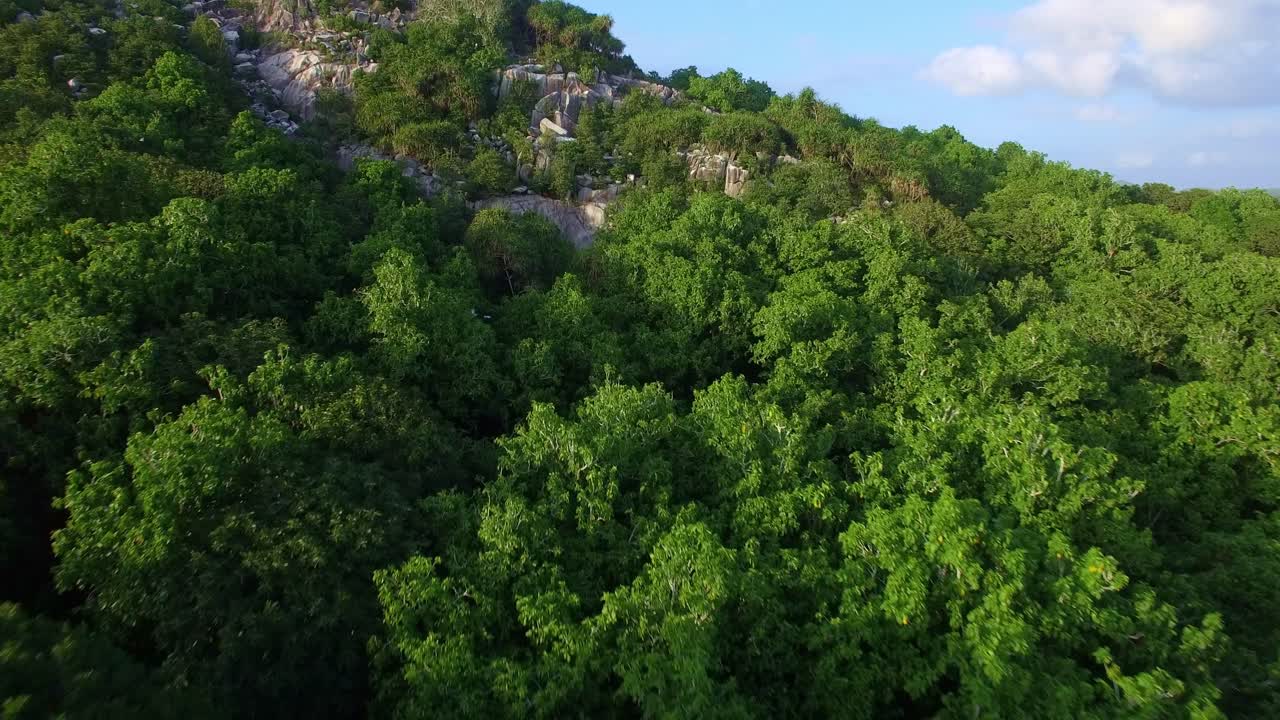 aves marinas volando sobre la playa hacia un exuberante bosque tropical