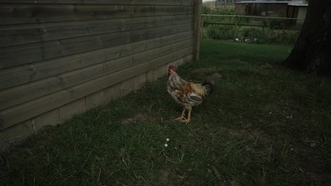 Product-shots-of-chickens-at-a-farm