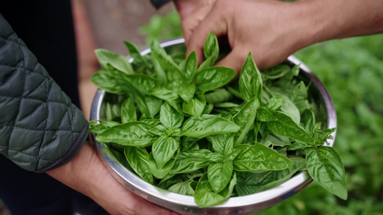 Raccolta di foglie di basilico all'aperto, primo piano, ciotola piena di basilico fresco