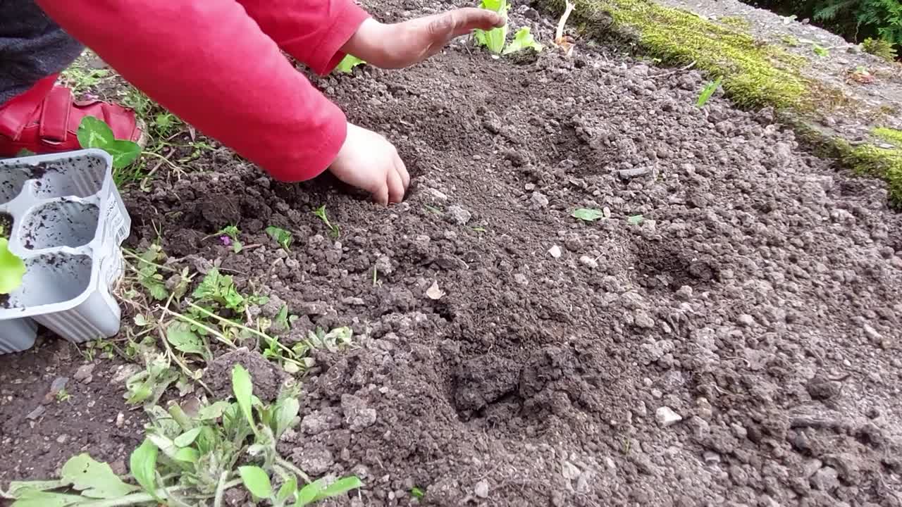 녹색 샐러드와 차드 식물을 심기 위해 집 정원에서 흙에 구멍을 준비하는 빨간 셔츠를 입은 소년