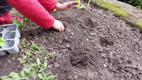 Junge-Im-Roten-Hemd,-Der-Im-Heimischen-Garten-Löcher-Im-Boden-Vorbereitet,-Um-Grünen-Salat-Und-Mangoldpflanzen-Zu-Pflanzen