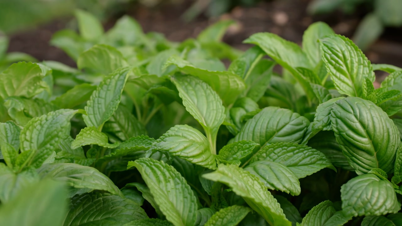 Fresh Green Mint Leaves Close Up, Dense Herb Bed In Urban Garden, Dewy Texture And Vibrant Foliage, Rich Soil