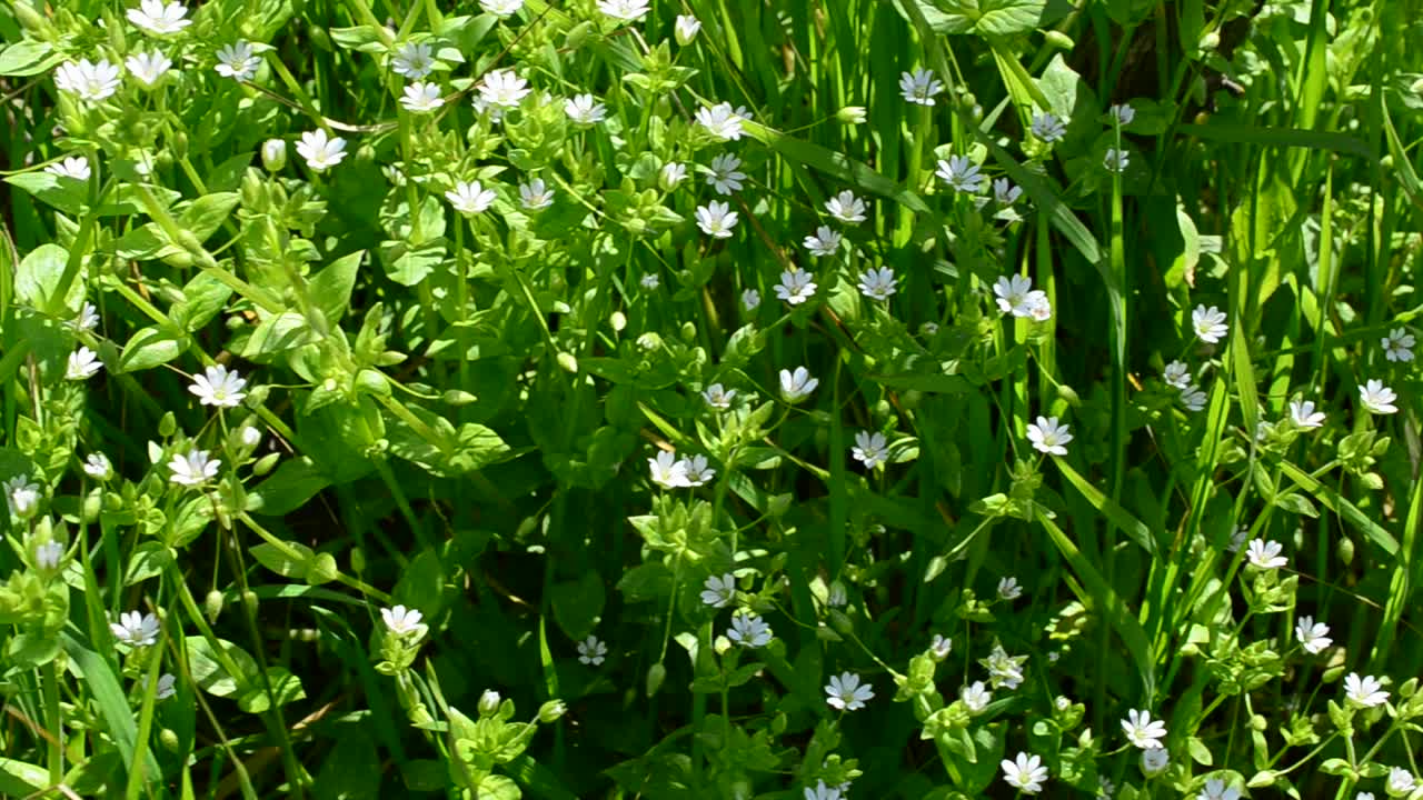 White flowers. Background from wild flowers