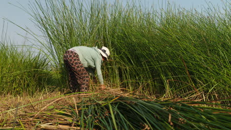 mujer talentosa en quang nam, vietnam recoge materiales naturales para la artesanía tradicional de colchones