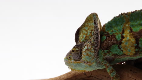 chameleon looks around as he is perched on tree branch in front of white backgroud