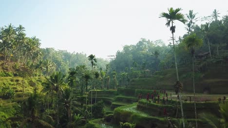 Drone-shot-flying-low-and-through-the-beautiful-Tegalalang-Rice-Terraces-in-Bali,-Indonesia-during-sunrise-hours