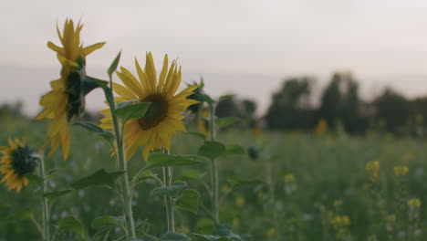 Primer-Plano-Medio-De-La-Cabeza-De-Un-Girasol-Moviéndose-Con-El-Viento.