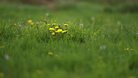 a lush green lawn with yellow and white fluffy dandelions