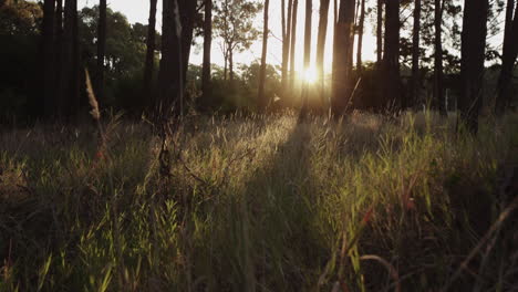 Im-Wald-Bei-Sonnenuntergang