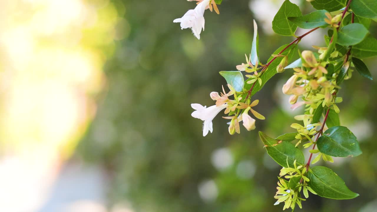 자연 환경 에 있는 아벨리아 꽃 의 근접 사진