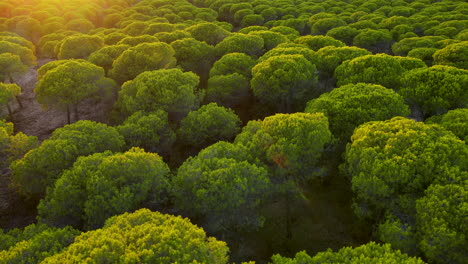 aerial close-up view of cartaya pine forest in spain at sunset