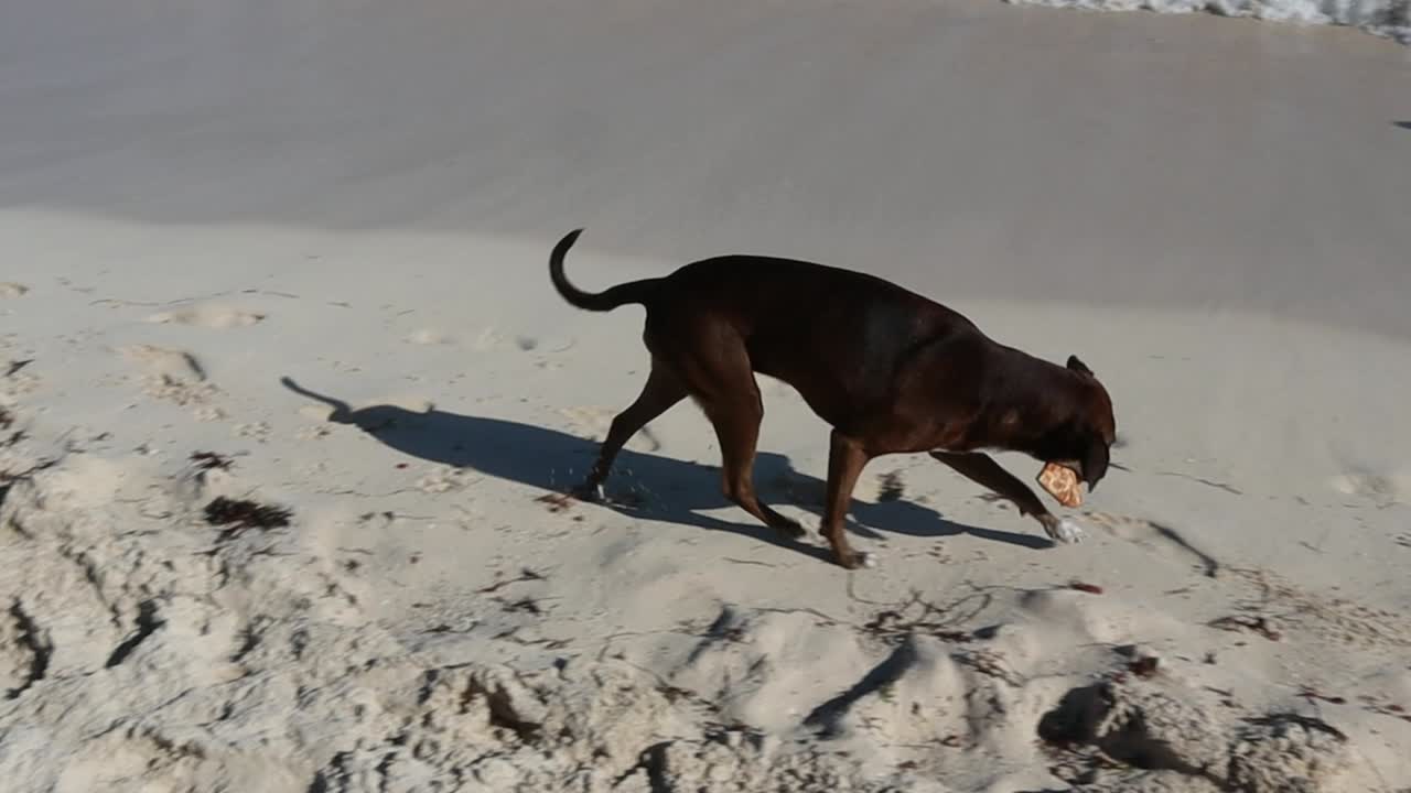 Happy dog eating a slice of pizza on the beach in Playa del Carmen, Mexico.