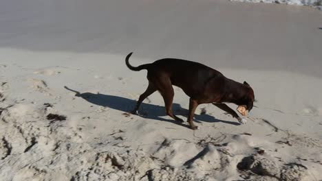happy dog eating a slice of pizza on the beach in playa del carmen, mexico.