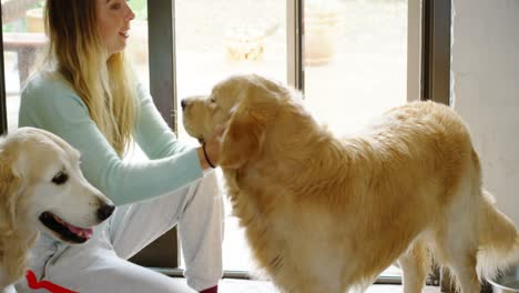 Woman-playing-with-her-dogs-at-home-4k