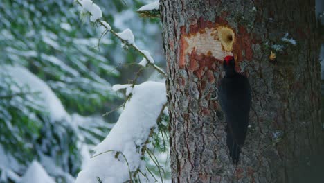 A-black-woodpecker-is-pecking-a-hole-on-a-snowy-fir-tree