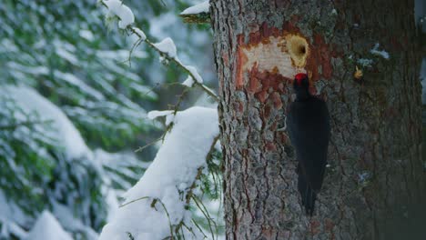 un pájaro carpintero negro está picoteando un agujero en un abeto nevado