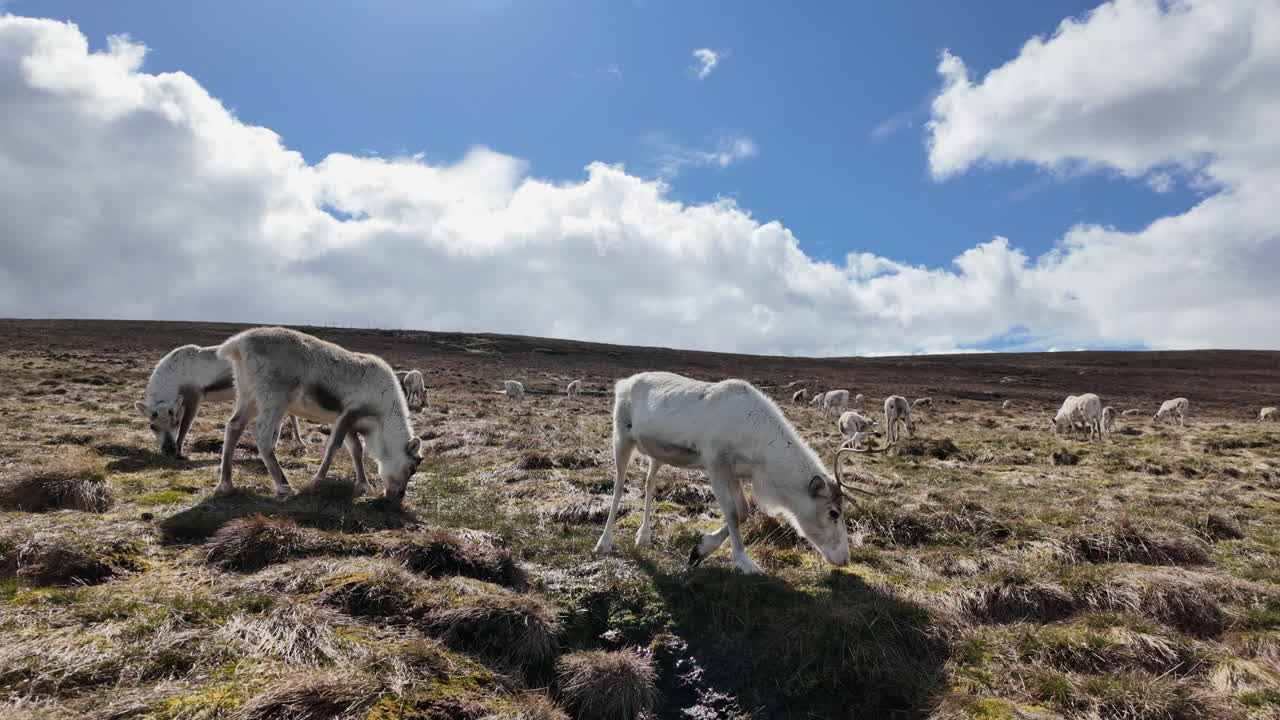 una foto amplia de un rebaño de renos pastando en un día soleado, escocia
