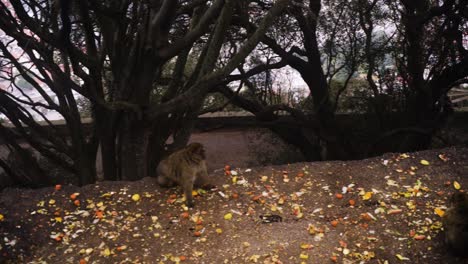 Mono-Buscando-Comida-En-El-Suelo-Con-Hojas-Caídas,-Vista-Panorámica-Hacia-La-Derecha