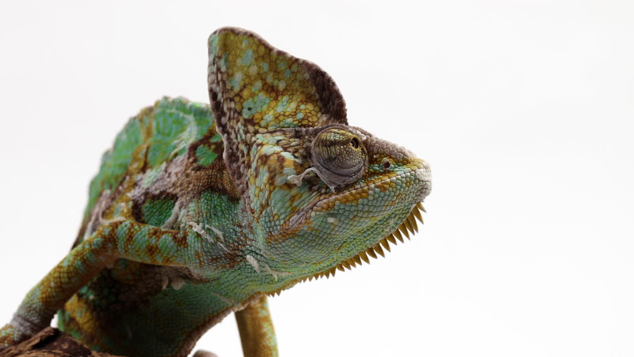 많은 양의 흰색 복사 공간이 있는 화면을 바라보는 카멜론 - 얼굴 가까이