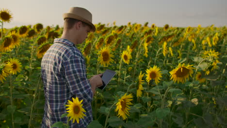 Ein-Bauer-Mit-Hut-Und-Hemd-Geht-Durch-Das-Feld-Und-Inspiziert-Sonnenblumen-Auf-Dem-Feld.-Beobachten-Sie-Ihre-Ernte.-Der-Moderne-Bauer-Verwendet-Einen-Tablet-Computer-Zur-Analyse