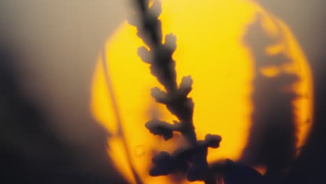 Telephoto-macro-detail-closeup-of-lavender-flower-against-blurred-sunset-sun