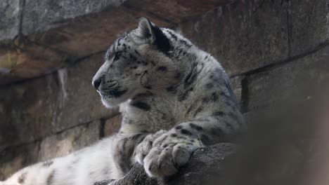 Snow-Leopard-resting-on-rocks,-side-profile-of-face,-looking-out-into-distance