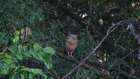 Looking-to-the-right-while-on-a-bamboo-then-moves-a-little,-Buffy-Fish-Owl-Ketupa-ketupu,-Thailand