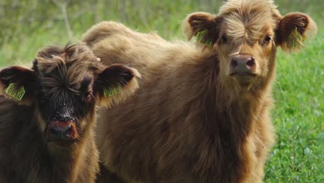 highland cattle is on meadow