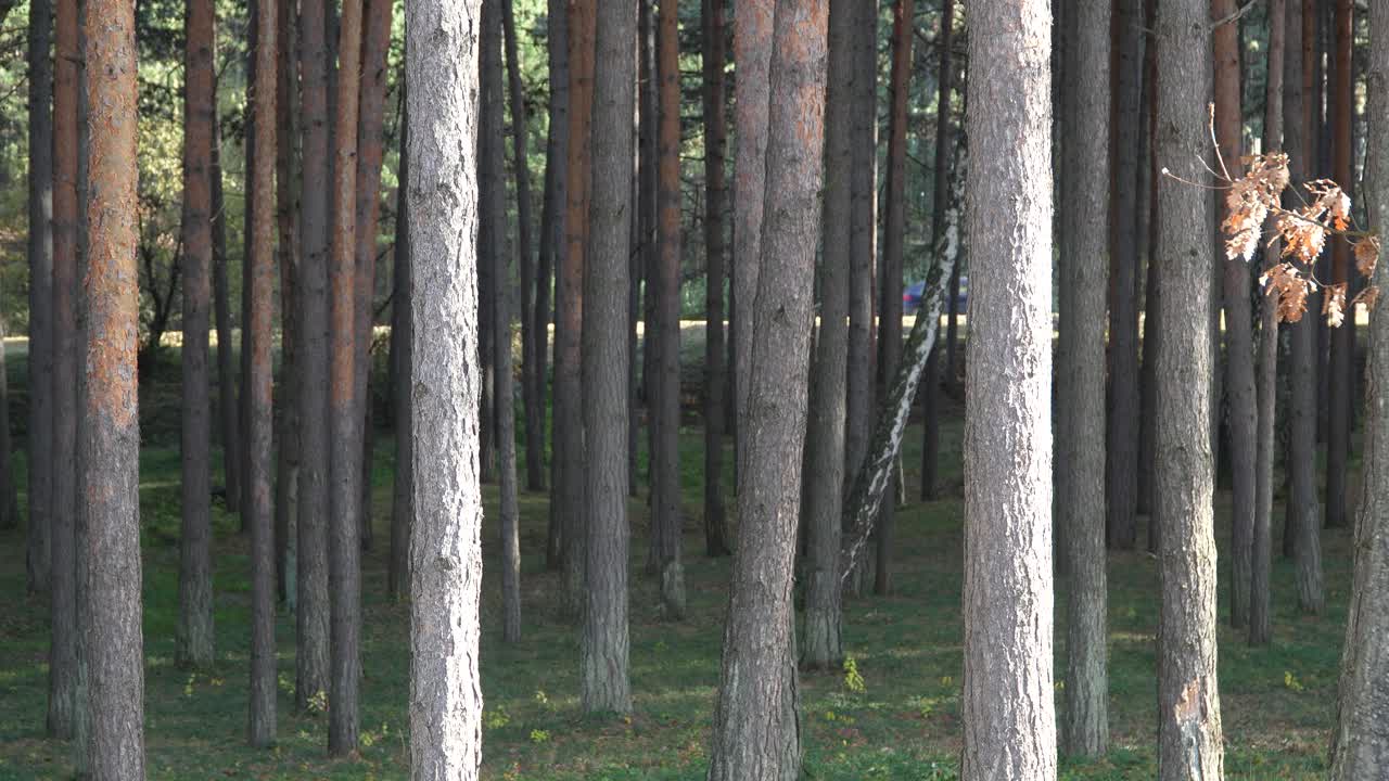Dense pine woodland with tall straight trunks arranged in repeating vertical patterns, soft green ground cover, scattered sunlight, and a calm natural atmosphere extending into the shaded background