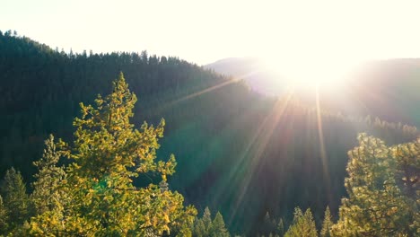 Flying-through-the-trees-into-the-setting-sun