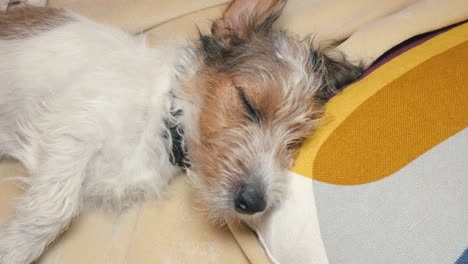 wire haired jack russell terrier puppy looks at the camera and falls asleep