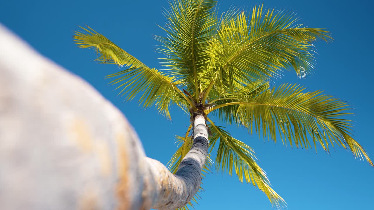 Eye frog view of palm tree on tropical beach
