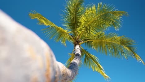eye frog view of palm tree on tropical beach