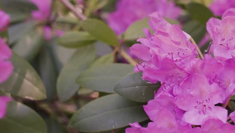 clip en cámara lenta de los exuberantes rododendros rosados y púrpuras