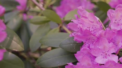 slow motion clip of lush pink-purple rhododendrons