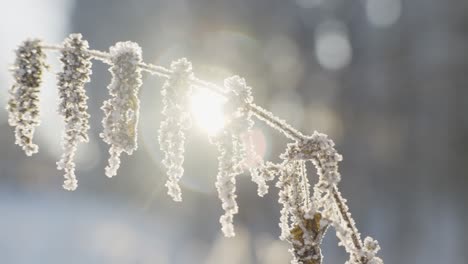 frozen tree branch in forest area with sunshine glow from background