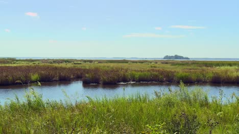 grassy wetland of blackwater national wildlife refuge in summer in dorchester, maryland, usa