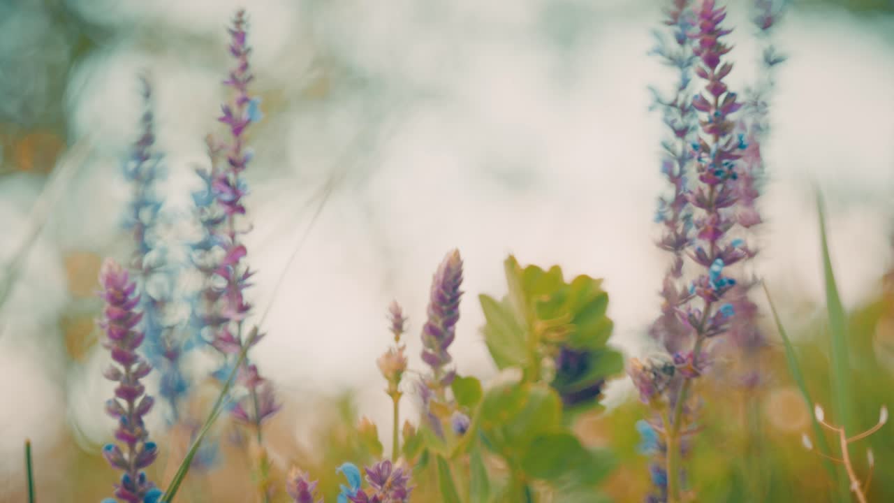 Beautiful wildflowers swaying in the wind, captured with a Petzval-style lens that adds a vintage, dreamy atmosphere with soft swirly bokeh and warm pastel tones.