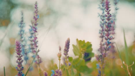 beautiful wildflowers swaying in the wind, captured with a petzval-style lens that adds a vintage, dreamy atmosphere with soft swirly bokeh and warm pastel tones.