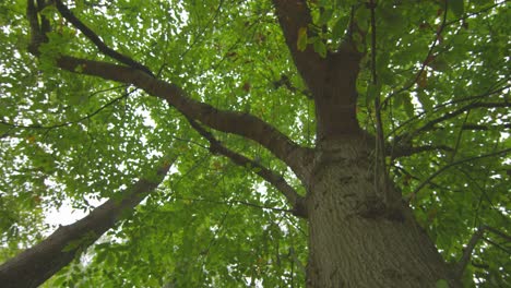 low angle view of tall lush tree